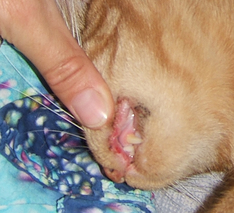 orangies lip "rodent ulcer"