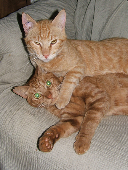 Pumpkin and Orangie