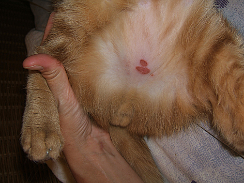 orangies belly