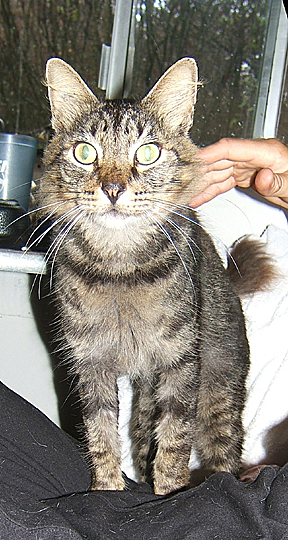 Mister oscar 2009