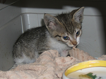 Princess rescued 2009
