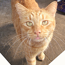 Simba was a bit shy nut finally gotten to the point where we could pet him.. a little