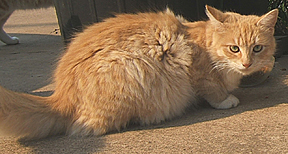 Fluffy, or the Fluff monster stayed in front with her family...