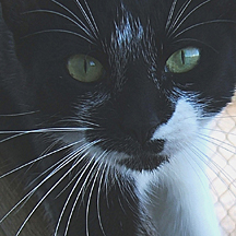 Ipo was inside almost all the time... one of the oldest girls , small and sweet