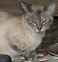 Mama SI was from the back, super shy mother of a few of the others