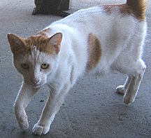 Patches 1 was from the back too, but very friendly