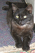 Scruffy showed up only once in awhile... always at night, but was sweet..