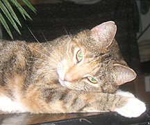 cat, stayed inside most days, lounging on the files, or outside on top of the cars...