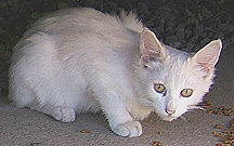 Palmer, brother to Buddy but extremely shy