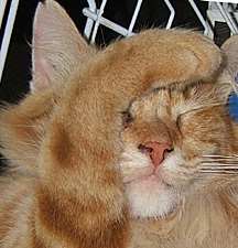 Laptop was one of the best kitties.. always inside, being silly.. sitting on laps