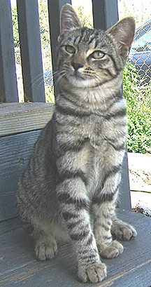 Septimus   would sit in front of in the office and  stare at me...