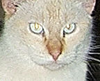 Si