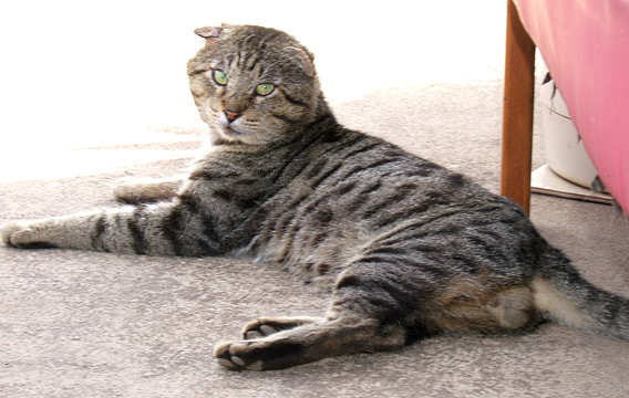 Sir Ocelot...
