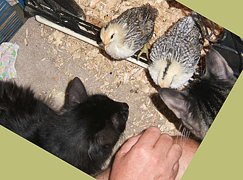 chicks and cats