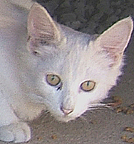 Palmer