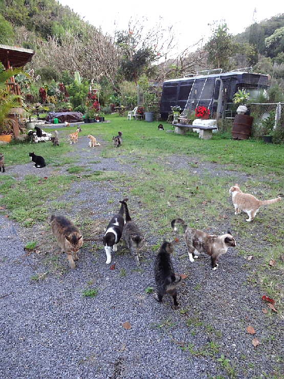 cat sanctuary on maui picture