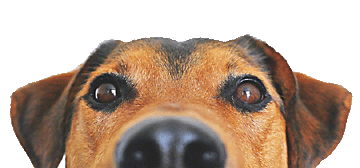 cute dog nose picture