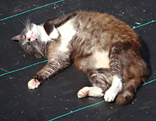funny cat picture