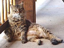 funny cat picture