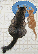 Grey cat and orange kitten eating from same blue plate special
