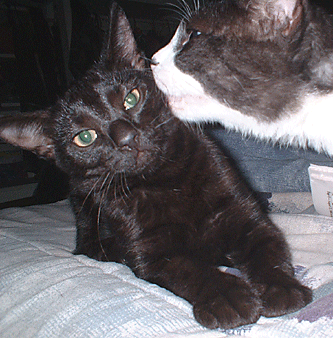 Black and white cat kissing black cat