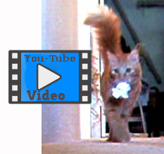 funny cat video of cat playing fetch