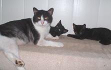 Two black kittens annoying a Black and white cat