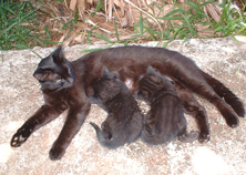 Black mama cat feeding 2 twin kittens