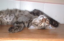 upside down cat on back