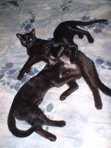 Black Mama cat and grown kittens feeding