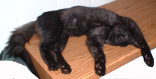 Black cat on back