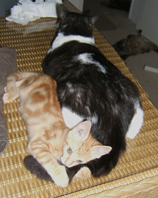 orange kitten playing with black and white cats tail