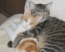 Grey cat with arm paw around white and orange kitten