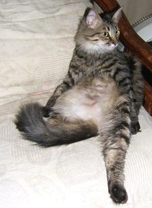 grey tabby sitting funny