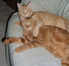 two orange cats hugging