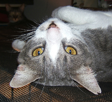 grey and white cat on her back Funny cat picture