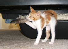 orange and white Kitten with feather Funny cat picture