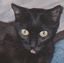 Black cat sticking her tongue out Funny cat picture