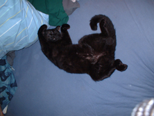 Black cat upside down Funny cat picture