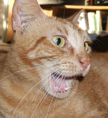 Orange cat looks like he is talking Funny cat picture