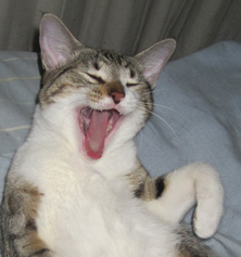 White and grey kitten with mouth open Funny cat picture