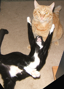 Black cat trying to hug orange cat Funny cat picture