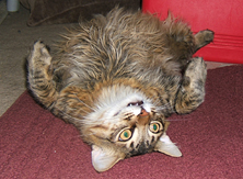 Main cook cat on back Funny cat picture