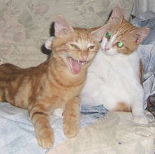 Orange and white kitten comforting orange kitten Funny cat picture
