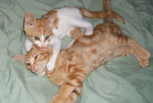 2 kittens playing
