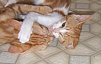 2 kittens playing rough