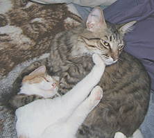 White and orange kitten pushing grey tabby cat in the face Funny cat and kitten picture