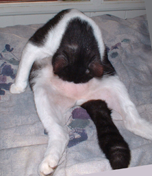 Black and white cat bent over his belly Funny cat picture