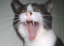 Black and white cat with open mouth going ahhhhhhh Funny cat picture