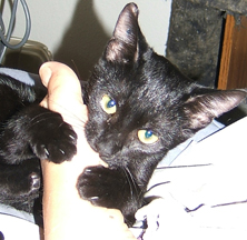 Black kitten chewing on persons foot Funny kitten picture